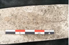 Foto (Detailansicht) von Cinnamomum lanceolatum Unger (NHMW-GEO-2024-0188-8126)